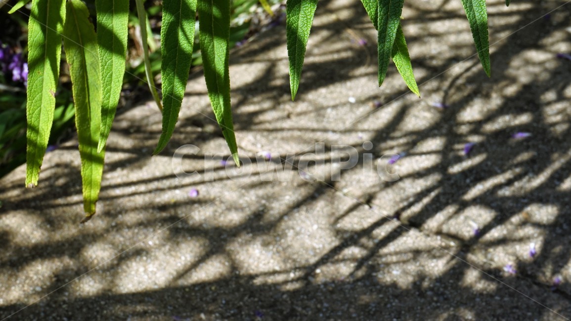 녹색,자연,식물,그림자,공원,green,nature,plant,shadow,park,식물,자연,plants,nature