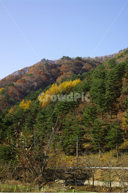 나무,가을,풍경,단풍,산,가을,계절,fall,autumn,season,자연,풍경,nature,landscape,tree,plant,식물,fir,전나무,outdoors,옥외