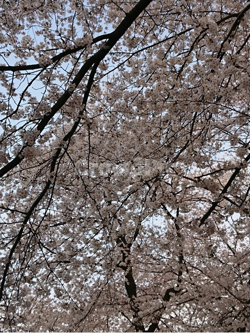 봄,벚꽃,꽃구경,분홍,봄꽃,하늘,나무