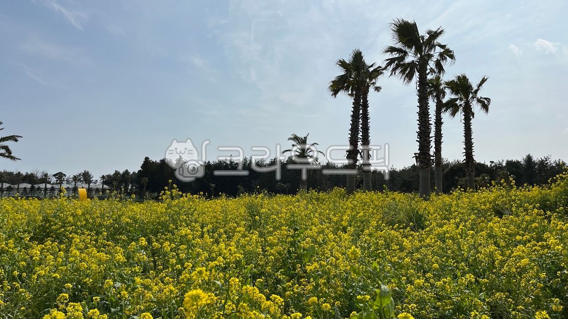 palm tree,nature,sight,jeju island,rape flower,rape flower field,Jeju Island scenery