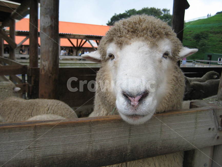 sheep,양,동물,animal,포유류,목장,양목장,동물,animal,포유류,mammal