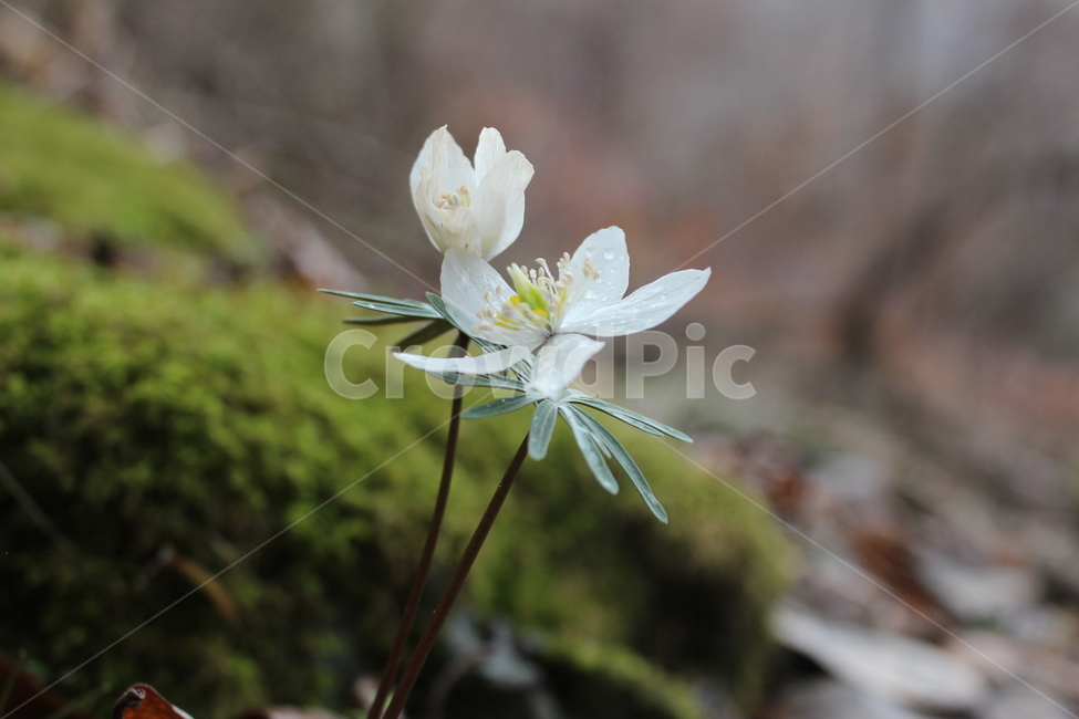 꽃,봄,야생화,바람꽃,흰색,식물,자연,plants,nature,꽃,flower