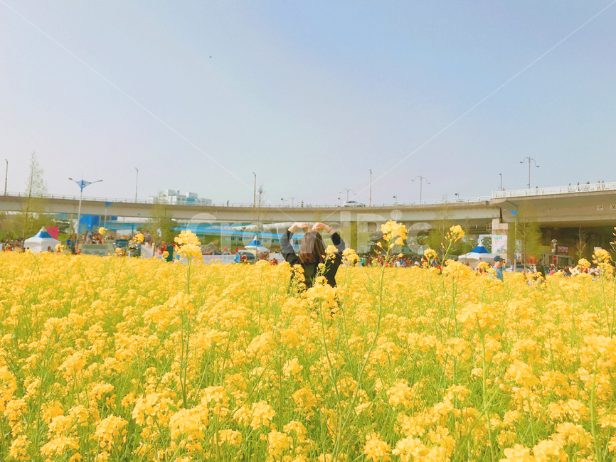 유채꽃,색감,꽃밭,꽃,유채꽃밭,봄,노란색,flower,rapeflower,하트,뒷모습,힐링,꽃축제,봄,계절,spring,season,사람,인물,인간,human,person,여성,여자,woman,female,lady,field,들,outdoors,옥외,nature,자연,grassland,목초지,rural,농촌,farm,농장