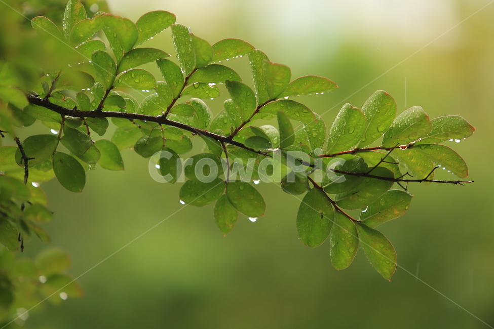 비,풍경,빗방울,소경,rain,비오는소경,식물,자연,plants,nature,휴식,힐링,rest,relaxation,healing,비,비오는날,rain,rainy