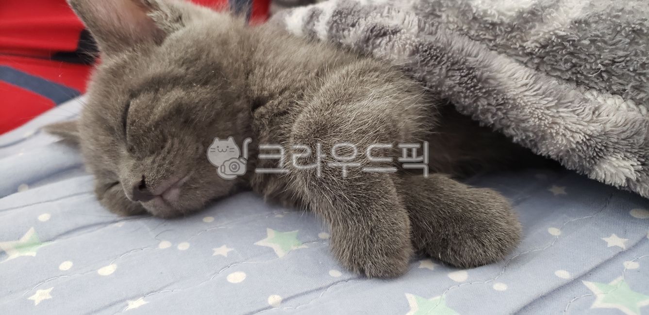 고양이, cat, 러시안블루, 반려묘, pet, 사진,이미지,일러스트,캘리그라피 - 자두조아작가