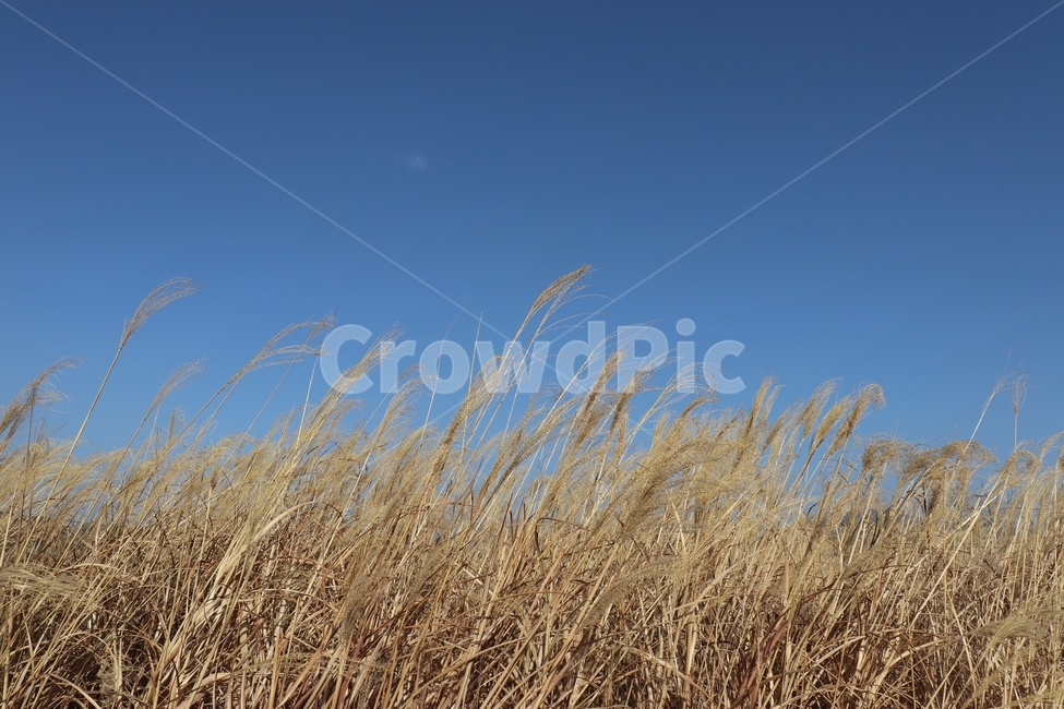 갈대,가을,억새,자연,풍경,감성사진,감성,갈대밭,가을,계절,fall,autumn,season,자연,풍경,nature,landscape,plant,식물,grass,잔디