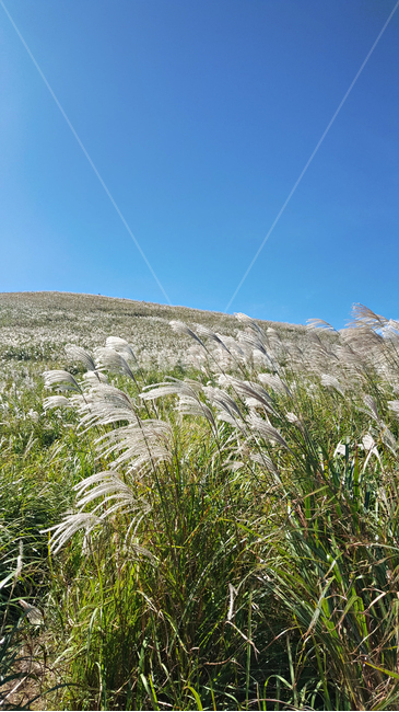갈대,갈대숲,식물,reed,plant