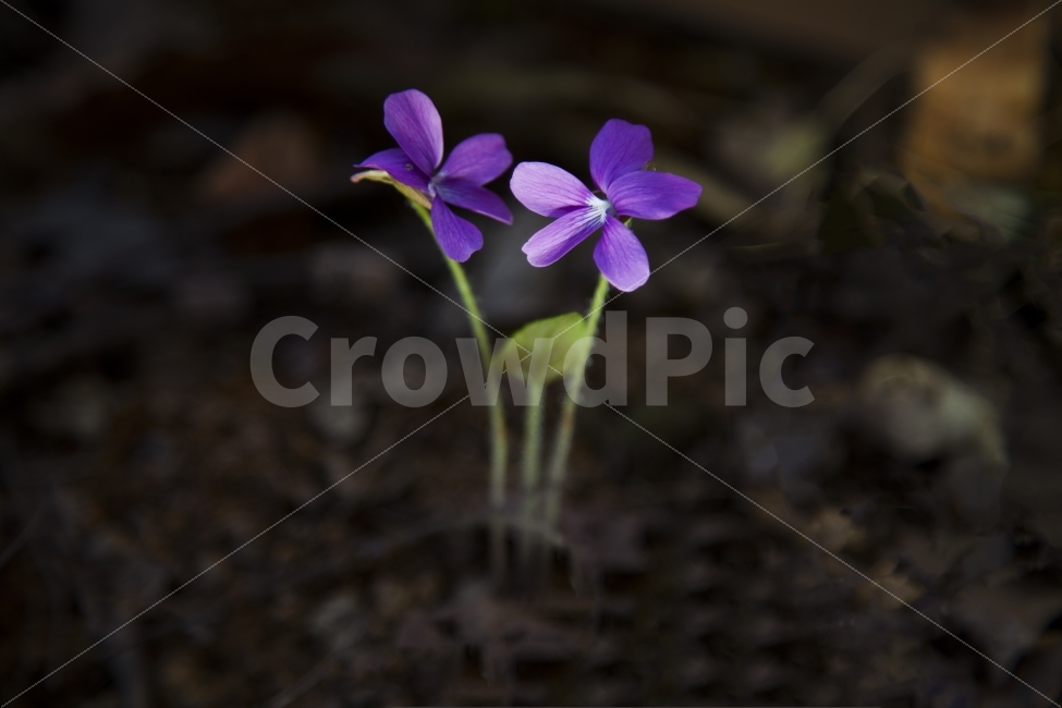 누끼,봄,꽃,개미추,접사,새싹,식물,자연,plants,nature,꽃,flower,누끼,remove background