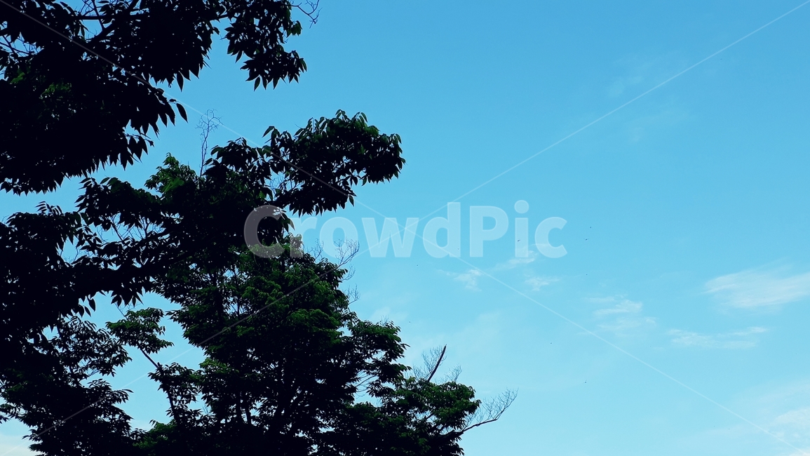나무,하늘,잠자리,시원,여름,자연,풍경,nature,landscape,tree,plant,식물