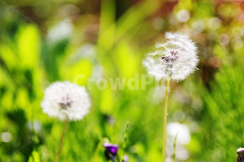민들레,씨,꽃,봄,식물,plant,flower,spring,seed,따스함,식물,자연,plants,nature