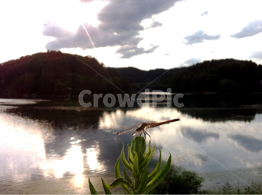 잠자리,강,구름,하늘,산,물,water,풀,빛,그림자,투영,그늘,dragon,fly,cloud,sky,river,식물,자연,plants,nature,동물,animal,곤충,벌레,insect,bug