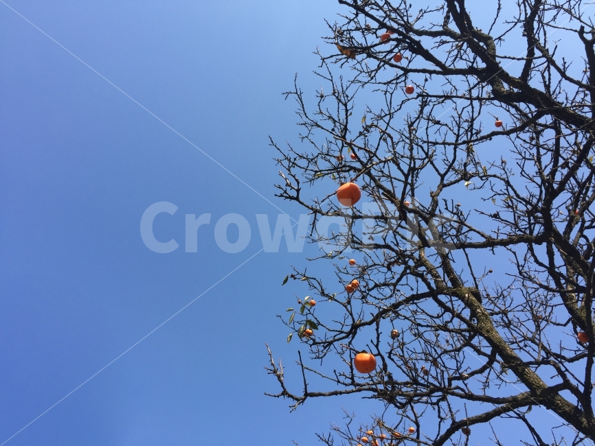 감,푸른하늘,가을,감나무,자연,추석,나무,하늘,가을,계절,fall,autumn,season,식물,자연,plants,nature,나무,trees,wood,음식,식재료,요리,food,cook,meal,dishes,food reserves,과일,열매,fruit,plant