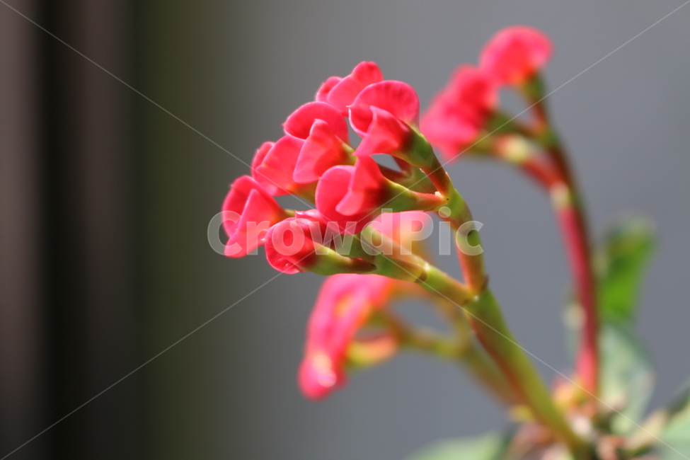 꽃,꽃기린,꽃망울,봄꽃,개화,봄,계절,spring,season,식물,자연,plants,nature,꽃,flower,blossom,geranium,제라늄,plant
