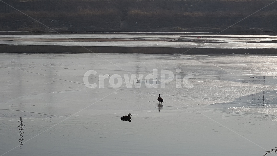 하천,새,풍경,한가로움,흐린날,동물,animal,조류,새,birds