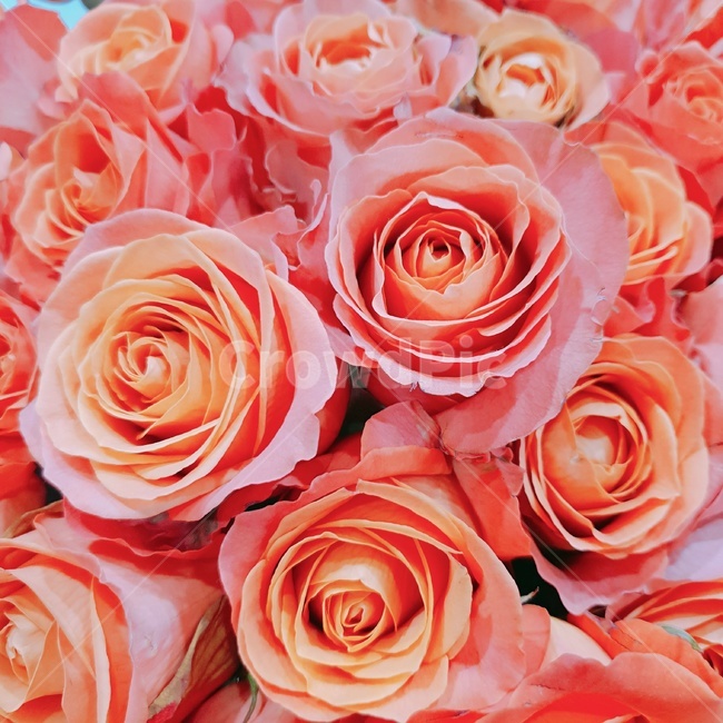 장미,분홍장미,rose,pinkrose,분홍색장미,꽃,핑크색장미,식물,생화,아름다운,beautiful,아름답다,꽃잎,petal,floralleaf,red,빨간색,핑크로즈,식물,자연,plants,nature,꽃,flower
