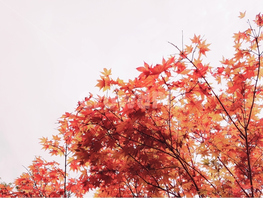 단풍잎,식물,자연,빨간색,계절,감성,가을,plant,autumn,nature,maple,background,배경,가을,계절,fall,autumn,season,식물,자연,plants,nature,leaf,잎,tree,나무