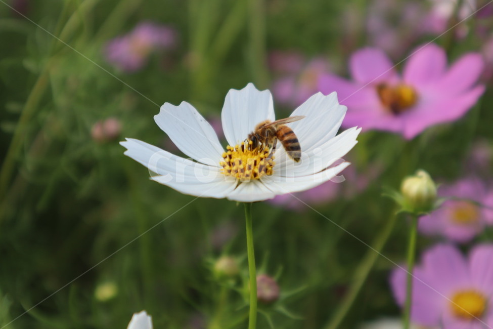벌,동물,곤충,invertebrate,honeybee,꿀벌,식물,자연,plants,nature,꽃,flower