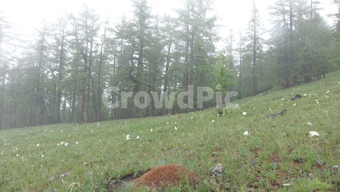 숲,forest,nature,자연,tree,나무,fog,안개