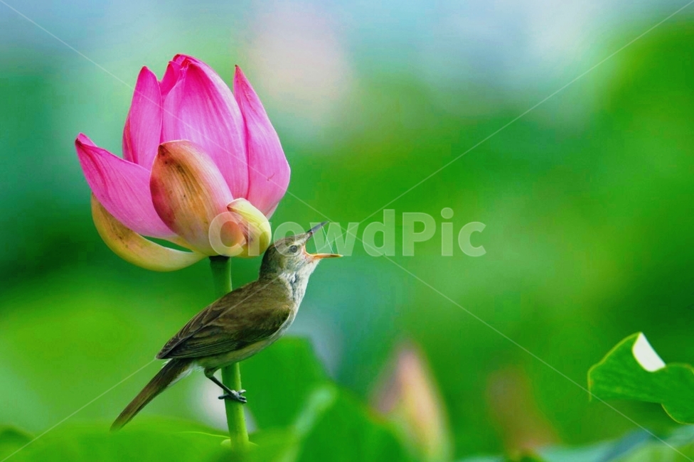 개개비,연,연꽃,여름,새,식물,자연,plants,nature,꽃,flower,동물,animal,조류,새,birds