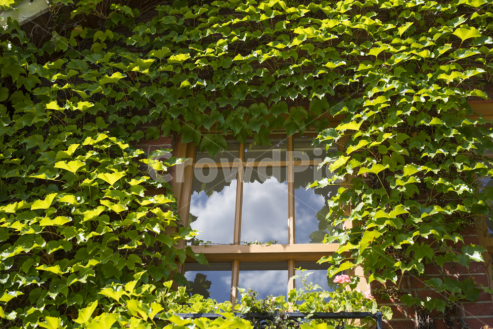 창문,덩쿨,여름,하늘,창가,식물,자연,plants,nature,건축물,건물외관,exterior,building,structure,architecture,construction