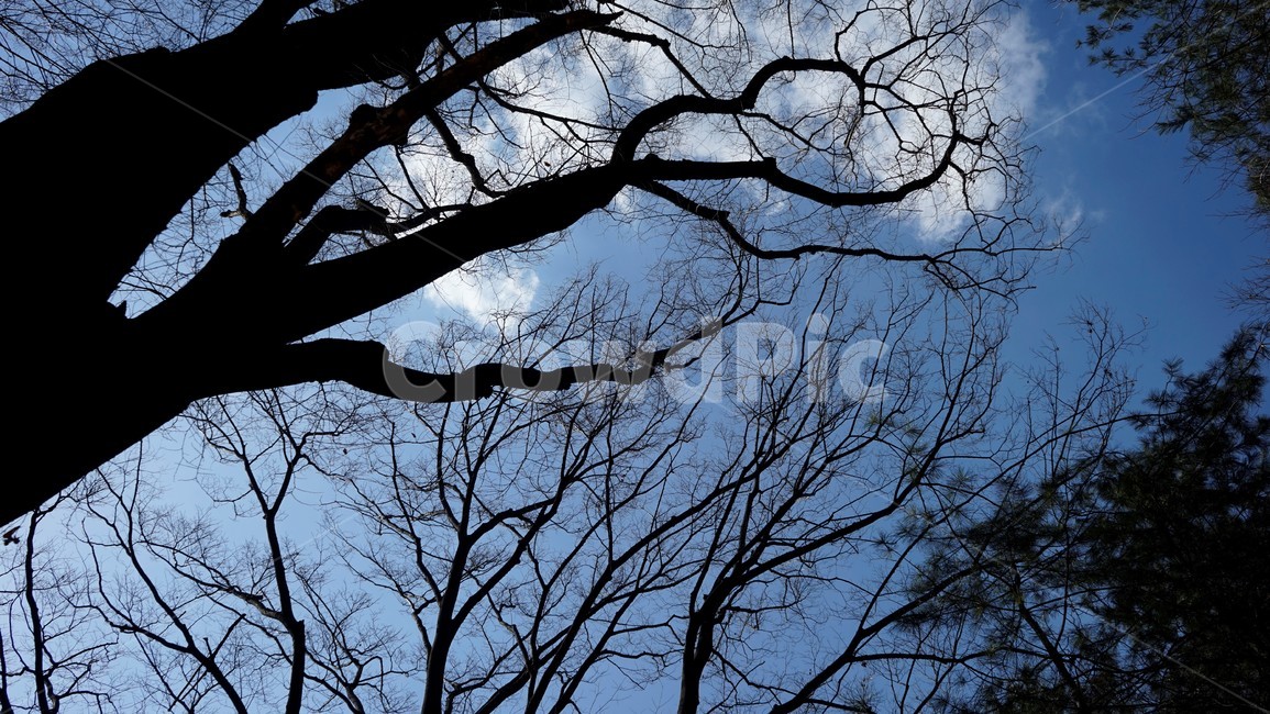 나무,겨울,자연,하늘,파란하늘,계절,나무가지,tree,sky,nature,winter,bluesky,branch,season,solitary,외로움,추위,꽃샘추위,숲,미세먼지없는,실루엣,하늘배경,가지,식물,마른잎,분위기,감성,겨울나무,쓸쓸함,고요,나뭇가지,풍경,겨울,계절,winter,season,식물,자연,plants,nature,나무,trees,wood