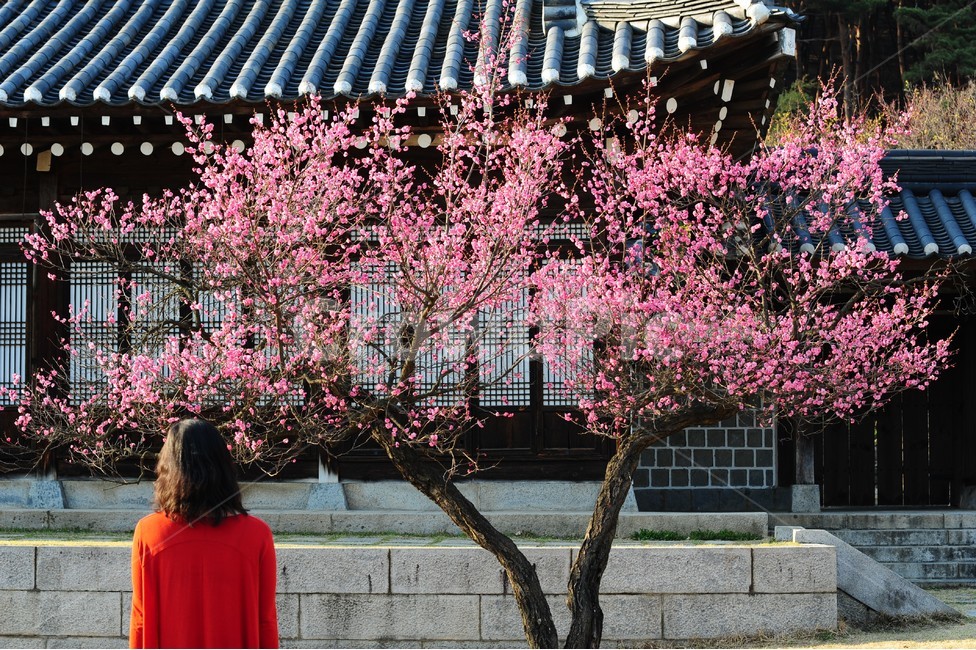 사원,현충사,아산,홍매화,홍매,매화,매화나무,여자,사람,붉은,사당,봄날,봄,뒷모습