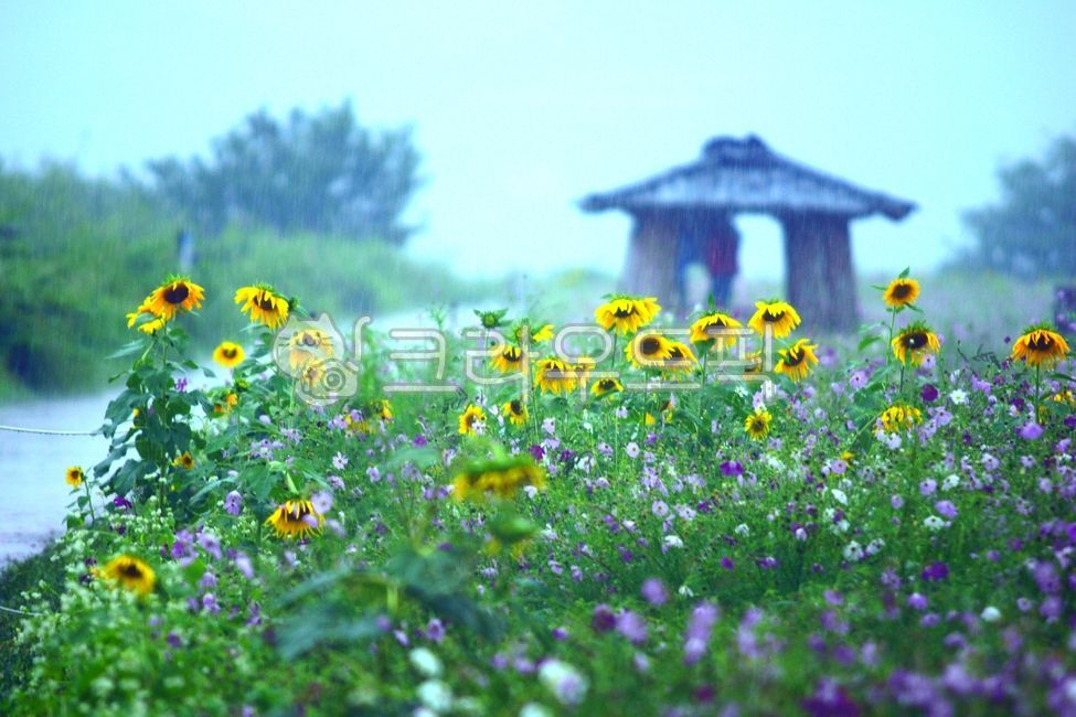 해바라기,자연,목초지,대피소,꽃,필드