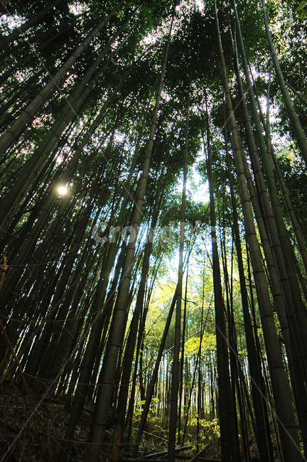 전남,숲,대나무,대나무숲,자연,풍경,푸름,녹색,여름,햇살,자연,풍경,nature,landscape,plant,식물
