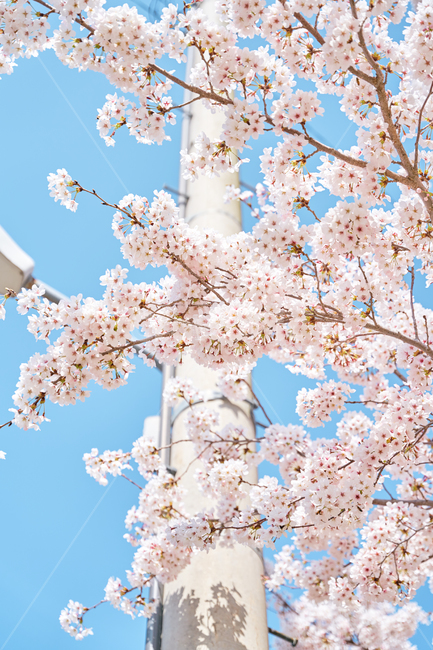 blossom,flower,꽃,식물,벚꽃,전봇대,감성,벚나무,봄,spring,청량,맑음,핑크,pink,skyblue,하늘,plant,필링,sensible,산책,공원,색감,맑은,자연