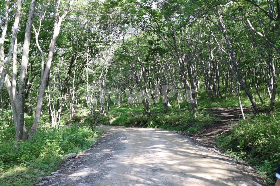 자연,길,나무,nature,road