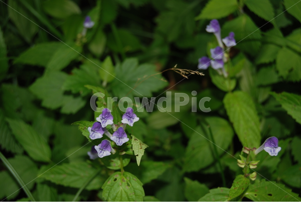 축령산,야생화,자연,봄,휴양지,식물,자연,plants,nature,꽃,flower
