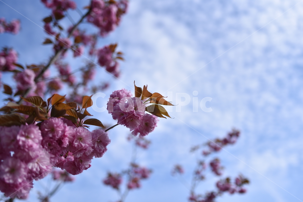 겹벚꽃,겹벛꽃,꽃나무,제주겹벚꽃,겹벚꽃나무,식물,자연,plants,nature,꽃,flower