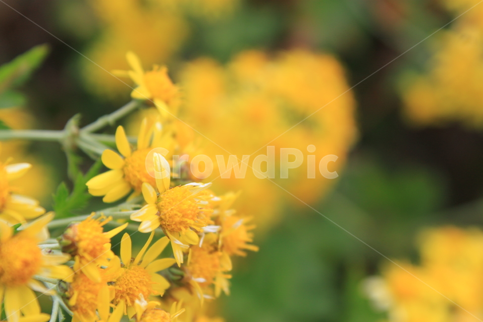 꽃,노란꽃,식물,향기,flower,자연,봄,여름,가을,공원,화단,화분,플라워,노란색,garden,floral,botany,blooming,식물,자연,plants,nature,꽃,flower