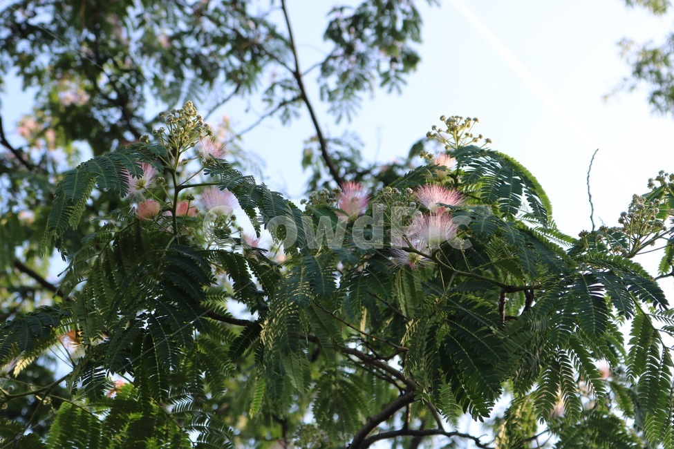 나무,꽃,하늘,식물,자연,분홍,초록,흰색,tree,flower,sky,plants,nature,pink,green,white,ki,hana,sora,shokubutsu,pinku,midori,shiro,식물,자연,plants,nature