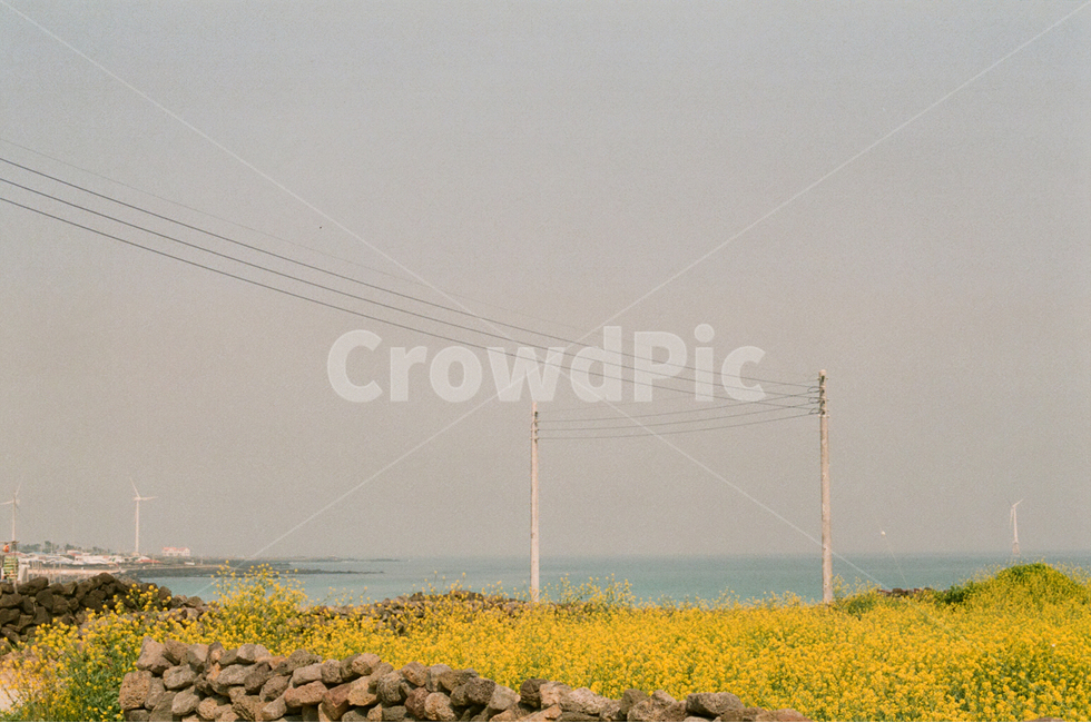 꽃,제주도,유체꽃,식물,노랑색,감성,색상,색감,flower,색체,spring,봄,실내,healing,감성사진,배경,배경화면,사랑,힐링,필름,자연,color,계절,nature,예쁜,아름다운,봄,계절,spring,season,자연,풍경,nature,landscape,감성,sensible,feeling