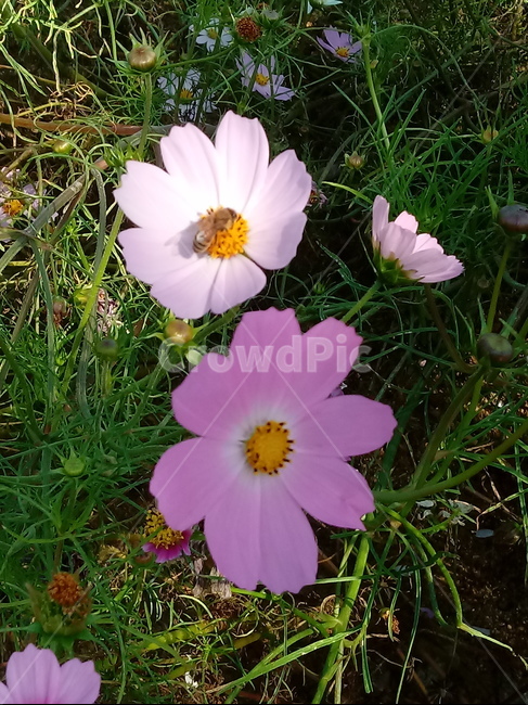 코스모스,꽃,plant,flower,commoncosmos,길국화,꽃잎,가을꽃,식물,자연,plants,nature,꽃,flower