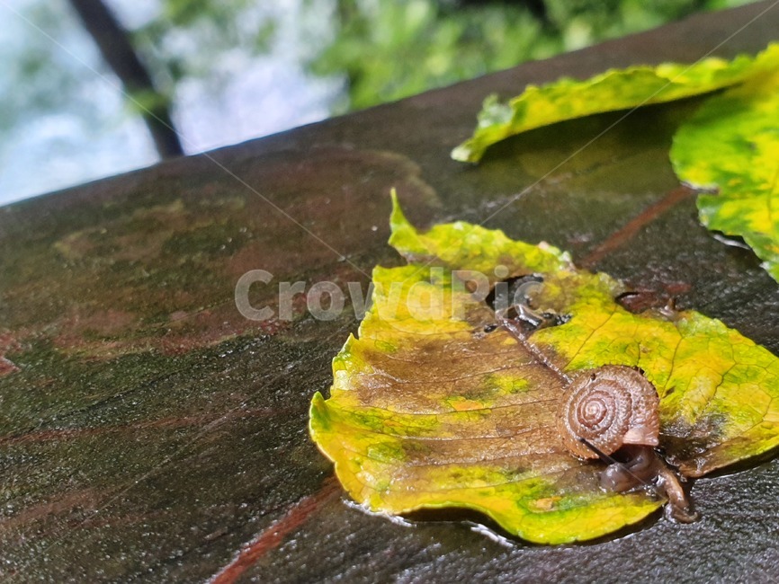 달팽이,자연,나뭇잎,산,숲