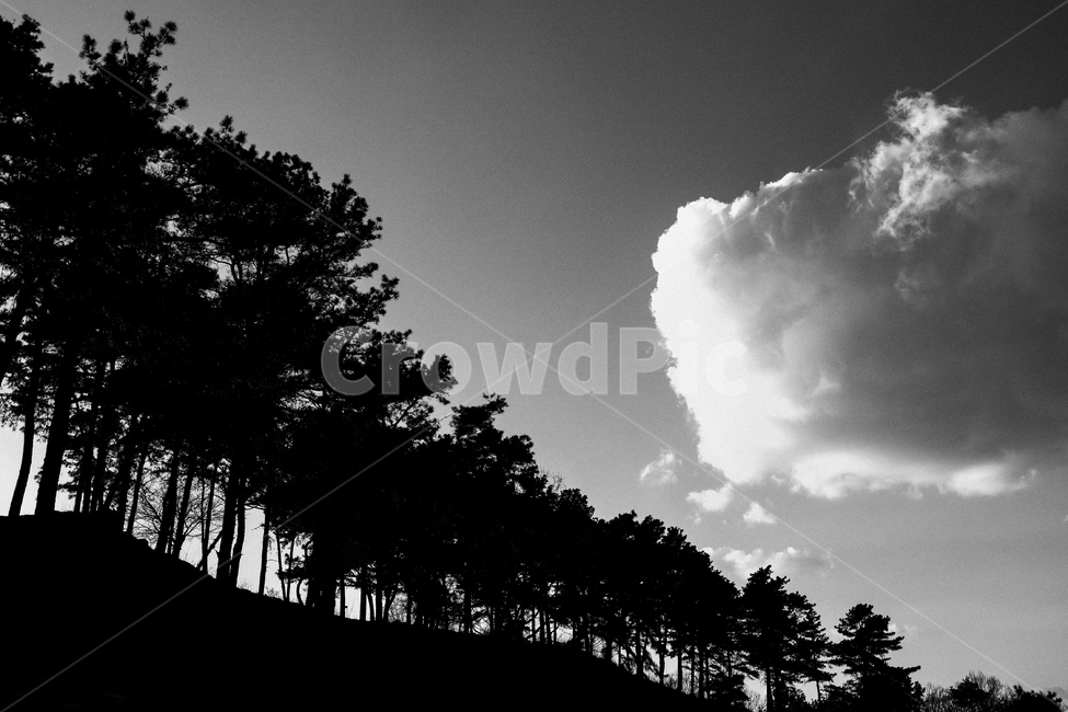 나무,구름,흑백,하늘,감성,시선,자연,풍경,nature,landscape,흑백,모노톤,monochrome,black and white,weather,날씨,silhouette,실루엣,outdoors,옥외,cloud,sky,cumulus,적운