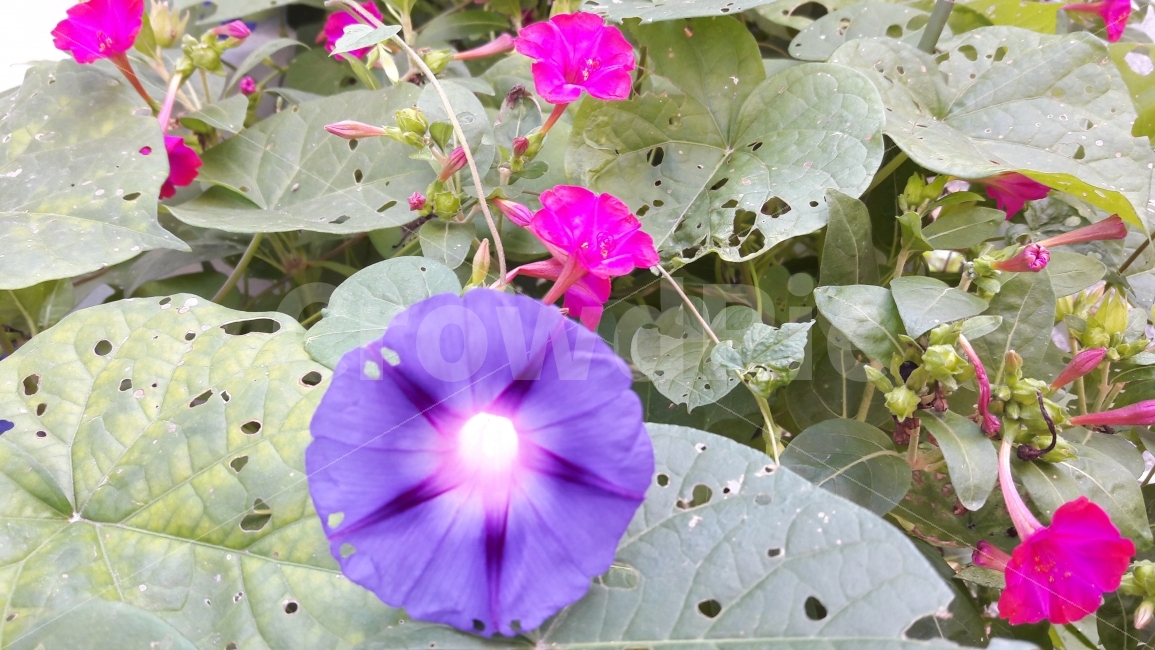 꽃,나팔꽃,분꽃,담벼락,구멍,식물,자연,plants,nature,꽃,flower