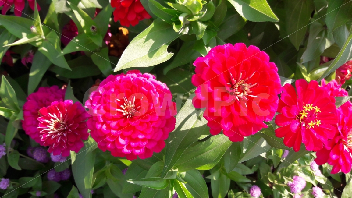꽃,해당화,빨강,초록,조화,식물,자연,plants,nature,꽃,flower