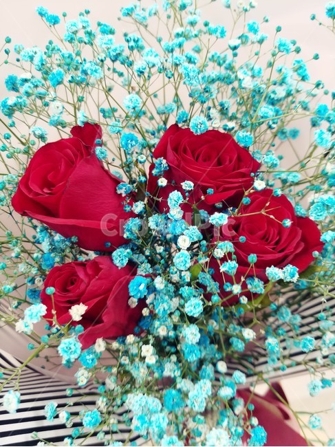 로즈데이,장미,파란안개꽃,안개꽃,장미꽃다발,선물,꽃선물,장미4송이,꽃,flower,기념일,축하,anniversary,congratulation,celebrate,celebration