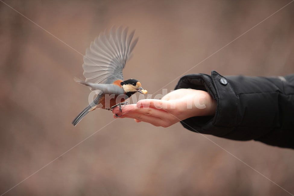 bird,새,animal,동물,nature,동물,animal,조류,새,birds