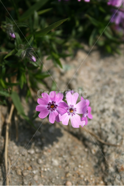 꽃잔디,지면패랭이,봄,봄날,봄풍경,감성,spring,flower,공원,풍경,식물,새싹,잎,초록,꽃,분홍색,봄,계절,spring,season,식물,자연,plants,nature,꽃,flower,geranium,제라늄,plant,blossom