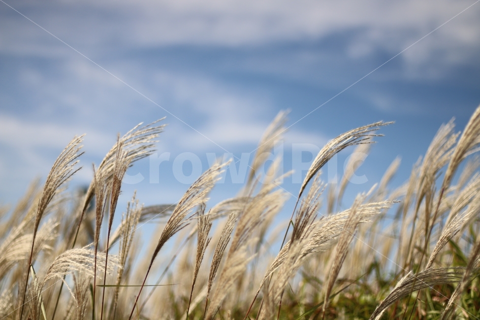 가을,가을하늘,하늘,자연,갈대,억새풀,억새,하늘공원,식물,자연,plants,nature,가을,계절,fall,autumn,season,plant,grass,잔디,food,음식,vegetable,야채,grain,곡물