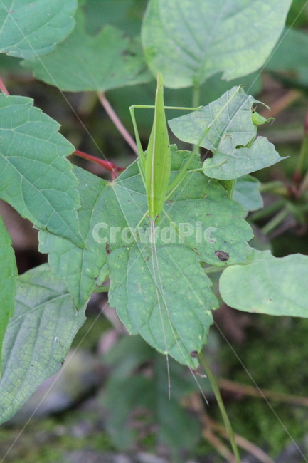베짱이,곤충,여치과,절지동물,hexacentrusjaponicus,동물,animal,곤충,벌레,insect,bug
