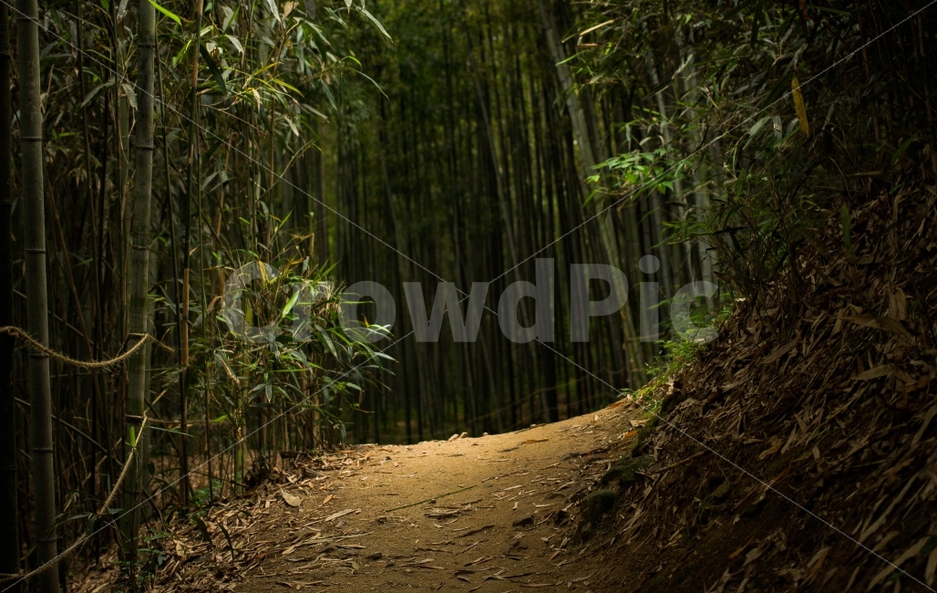 숲,대나무숲,대나무,bamboo,길,road,자연,nature,풍경,landscape,자연,풍경,nature,landscape,plant,식물