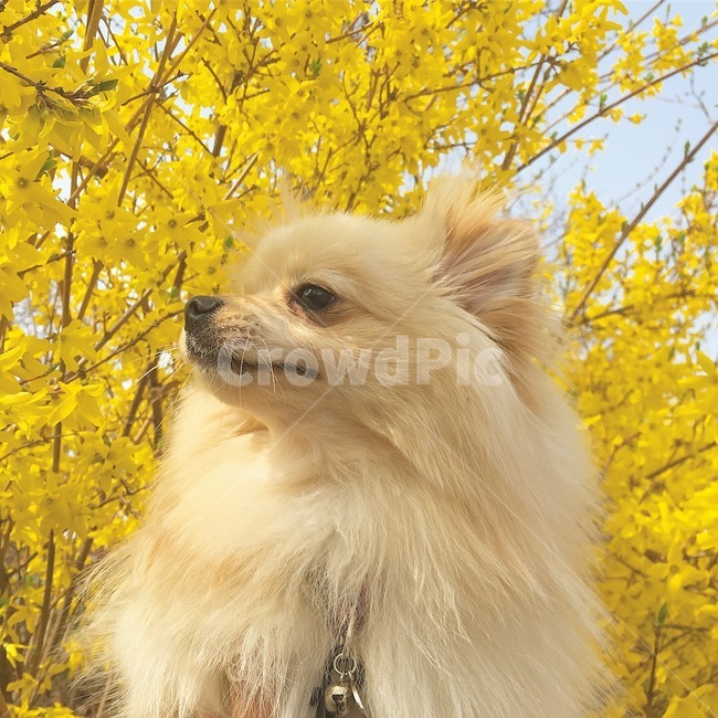 봄,개나리,나들이,마중,산책,강아지,반려견,포메라니안,개,반려동물,봄,계절,spring,season,동물,animal,포유류,mammal,개,강아지,dog,doggy