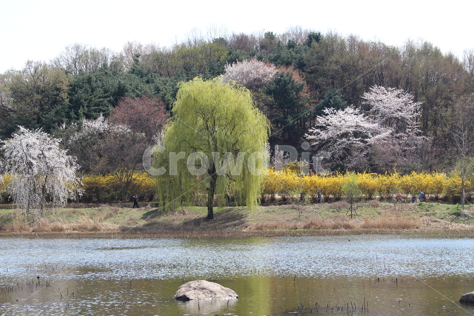 호수공원,일산,일산호수공원,호수,나무,꽃,봄,계절,spring,season,자연,풍경,nature,landscape,plant,식물,tree