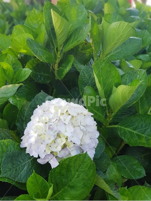 꽃,수수한,식물,초목,vegetation,plant,식물,자연,plants,nature,꽃,flower