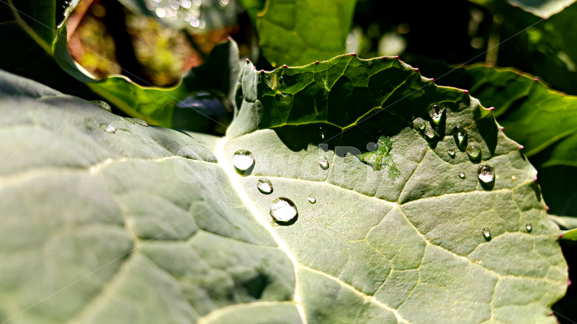 유채,빗방울,비,유채잎,식물,잎,leaf,plant,물방울,작은물방울,자연